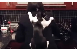 【動画】料理中のママにかまって欲しい!? 隙を狙って…猫ちゃんは… 画像
