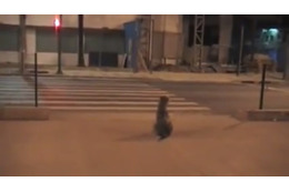 【動画】人間よりもお利口!青信号になるまで待って横断歩道を渡るイヌ 画像