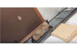 【動画】まるで人間!するするハシゴを降りるネコ 画像