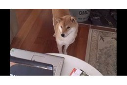 【動画】柴犬が釘付けになったパソコンの動画とは? 画像