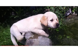 【動画】バタ足から!生後10か月の子犬のスイミング 画像