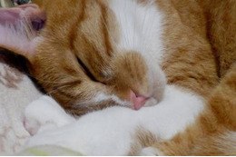 厳選!幸せそうにすやすや眠る猫さん画像 画像