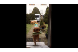 【動画】荷物を次々玄関へ!ワンコチームのお手伝いが素晴らしい 画像
