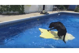 【動画】プールでサーフボードに乗る犬!最後には…… 画像
