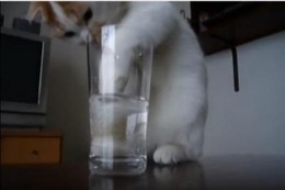 【動画】そこまでしてグラスの水を飲む？必死すぎる猫 画像