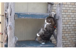 【動画】どうしても登りたいネコ 画像