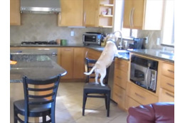 【動画】ダイニングルームで目撃される!賢すぎる犬の犯行 画像