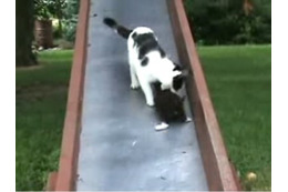 【動画】滑り落ちる子猫を親猫が……かわいいお尻に注目 画像