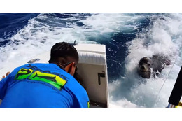【動画】船に乗り込んできたアシカと、やさしい釣り人たちの不思議な出会い 画像