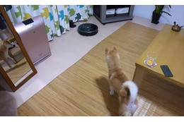 【動画】なんだこいつ? ルンバに戦闘態勢 画像