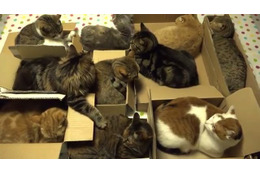 【動画】マイボックスでくつろぐ10匹のネコたち 画像