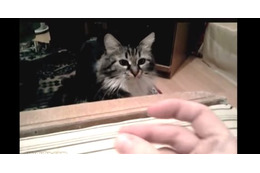 【動画】指パッチンは大嫌い!ねこパンチで猛反撃 画像