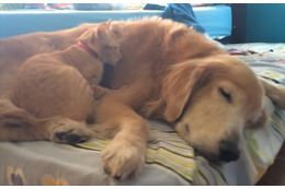 【動画】まるで親子!子猫とゴールデンレトリバーは何年経っても一緒 画像
