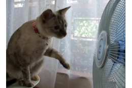 【動画】頭もくるくる!扇風機が気になる猫 画像
