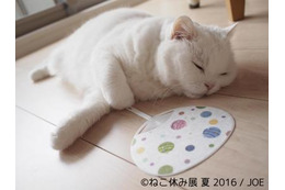 夏休みは「ねこ休み」でほっこり 画像