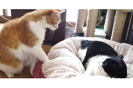 【動画】猫のベッド争奪戦!最後は…… 画像