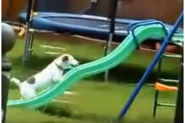 【動画】どうしても滑り台に登れない犬 画像
