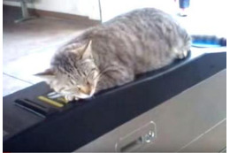 【動画】日常の風景になってる、改札機の上で寝る猫 画像