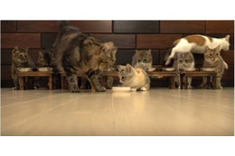 【動画】子猫と猫10匹、総勢11匹!の食事風景 画像