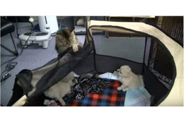 【動画】子犬たちが脱走、犯人は誰だ? 画像