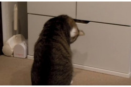 【動画】引き出しを開けると……中には! 画像