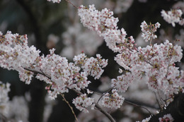 来週末、福岡・高知で桜開花か 画像
