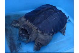 ココリコ・田中と鈴木奈々がカミツキガメの捕獲に挑戦! 画像