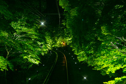 闇夜に光る“青もみじのトンネル”でノスタルジーに浸る京都旅 画像
