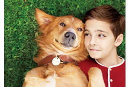 犬と人間のラブストーリー、映画『僕のワンダフル・ライフ』特別映像が公開! 画像