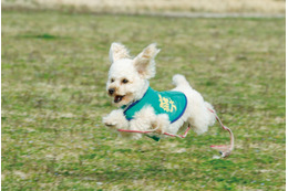 警察犬になったトイプードルのアンズ、低学年から読める物語として書籍化 画像