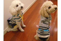 結構お得!「PET PARADISE」の福袋でペット用洋服を購入 画像