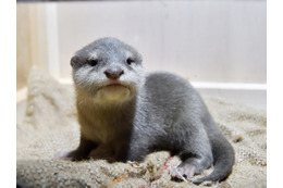 サンシャイン水族館、1月16日からコツメカワウソの赤ちゃんを一般公開 画像