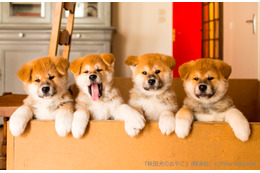 貴重な秋田犬の赤ちゃん写真も!「秋田犬のおやこ」写真展が開催 画像