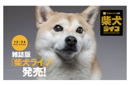 雑誌版『柴犬ライフ』が季刊誌に！冬号表紙はインスタフォロワー28万人“もぐちゃん” 画像