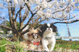 鼻ぺちゃ犬の作品が大集合！パグやシーズーの合同写真展＆物販展が広島で開催 画像