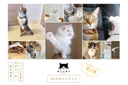 今度のテーマは“奇跡の一枚”！ねこ写真展「ねこにすと」ウェブ版、第2弾が開催中 画像