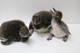 今年初!すみだ水族館でマゼランペンギンの赤ちゃん誕生 画像