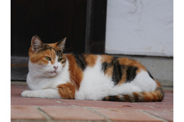 『旅猫ロマン』最新話が本日放送!おしゃべり好き&牧場の人懐こい猫登場 画像