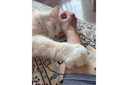 DAIGO、愛猫・ジルの“まったり中”写真公開 画像