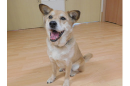 看取り犬・文福が人の命に寄り添う 老人ホーム舞台のノンフィクション作復刊 画像