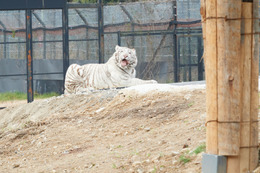 ホワイトライオンのライブ映像をWeb会議に“招待”！テレワークに癒し＆動物園応援企画 画像