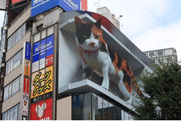 新宿駅前の巨大3D三毛猫に注目集まる！今後期待される新しい広告ビジョン 画像