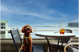 愛犬とホテルで贅沢な時間！横浜港一望のドッグテラス 画像