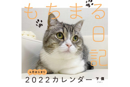 世界一の猫になった人気YouTubeチャンネル「もちまる日記」新作カレンダー発売決定 画像