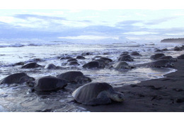 のべ100万匹のウミガメが大上陸！......NHK『ダーウィンが来た！』 画像