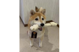 『ナンバMG5』難破家の愛犬・松役の豆三郎がクランクアップ!間宮祥太朗から“おやつ”のプレゼントも 画像
