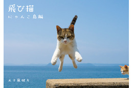 猫たちの島暮らしを収録した 「飛び猫　にゃんこ島編」が発売決定 画像