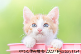 トータルSNSフォロワー数300万人超え！「ねこ休み展 冬 2023」来年1月開催 画像