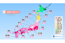 京都・嵐山の桜満開は31日!各地の満開予想は? 画像