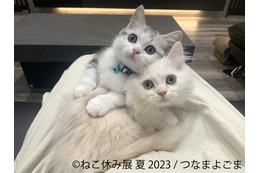 過去最大規模「ねこ休み展」夏本祭、8月に東京で開催！新たなスター猫が登場 画像